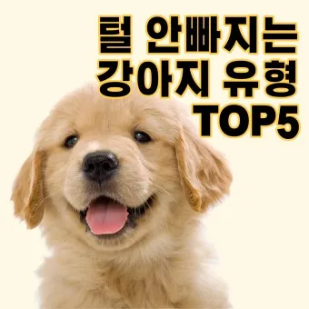털 안 빠지는 강아지 견종 추천 털 알레르기 적은 강아지 털 안빠지는 대형견 소형견_4