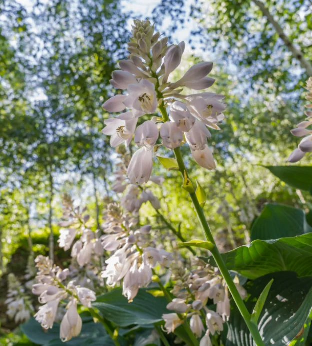 화담숲 예약&amp;#44; 가을 단풍축제 