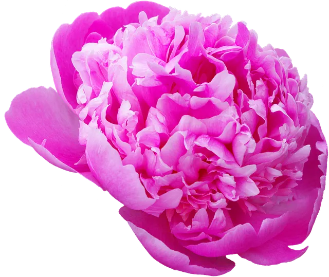 환호작약 뜻 유래 의미 기쁨 고사성어_8