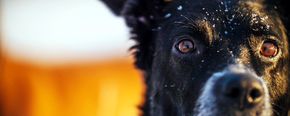 강아지 앉아 훈련 22