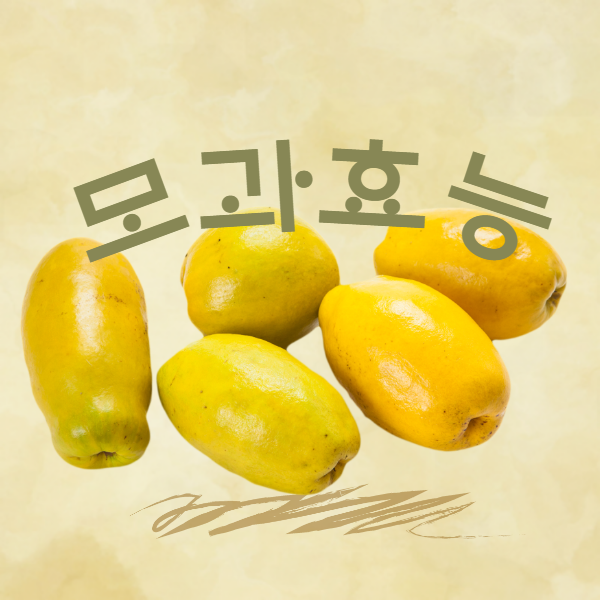 모과 효능│모과 효능 알고 드세요!