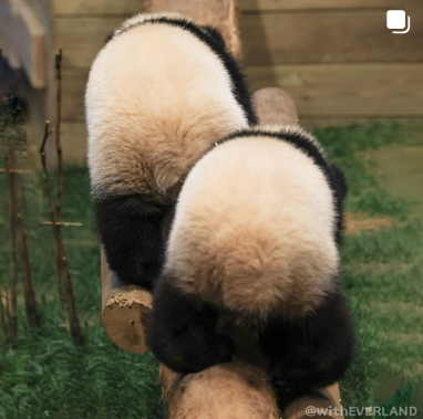 푸바오 송환 마지막 모습