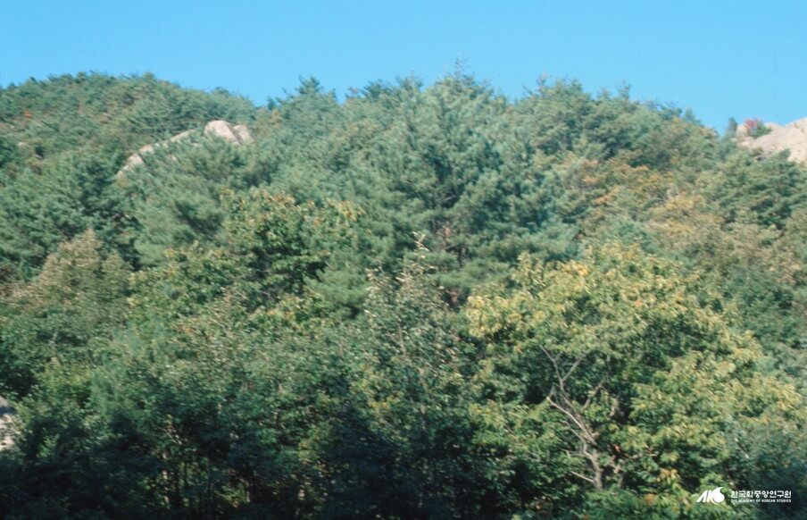 미선나무란 무엇인가? 한국 고유종의 정체