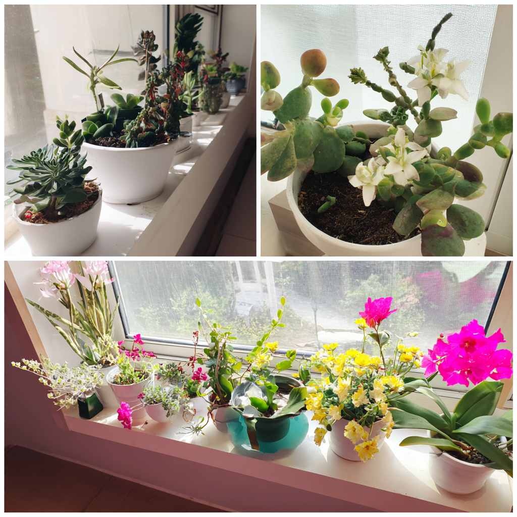 남향 창가에 놓인 다육식물과 꽃 식물 배치 예시