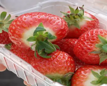 논산딸기축제_24