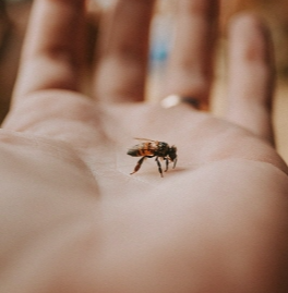 벌에 쏘였을 때 증상 확인하기