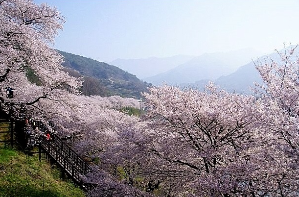 경상도 봄 당일 코스 경주 창녕 대구