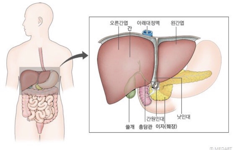 인체의 간과 담의 위치와 역할