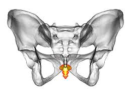 꼬리뼈가 아픈 이유