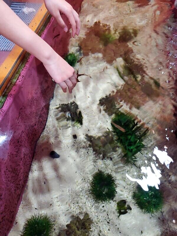 하이브테마파크 닥터피쉬