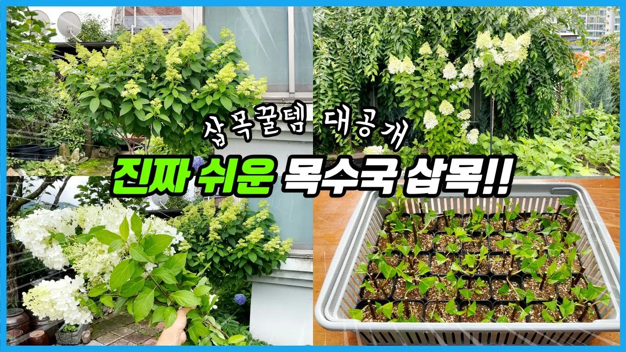 수국 삽목시기와 꺾꽂이 방법 재배 시기 완전 정리_4