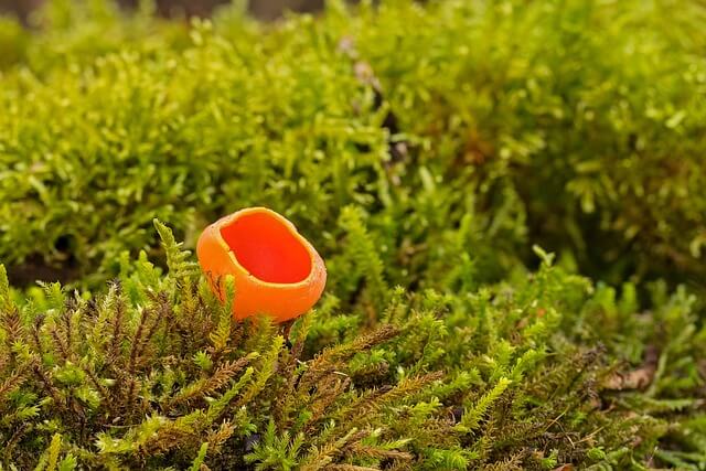 진균학의 진균의 생물학적 분류: 기준과 실제 적용