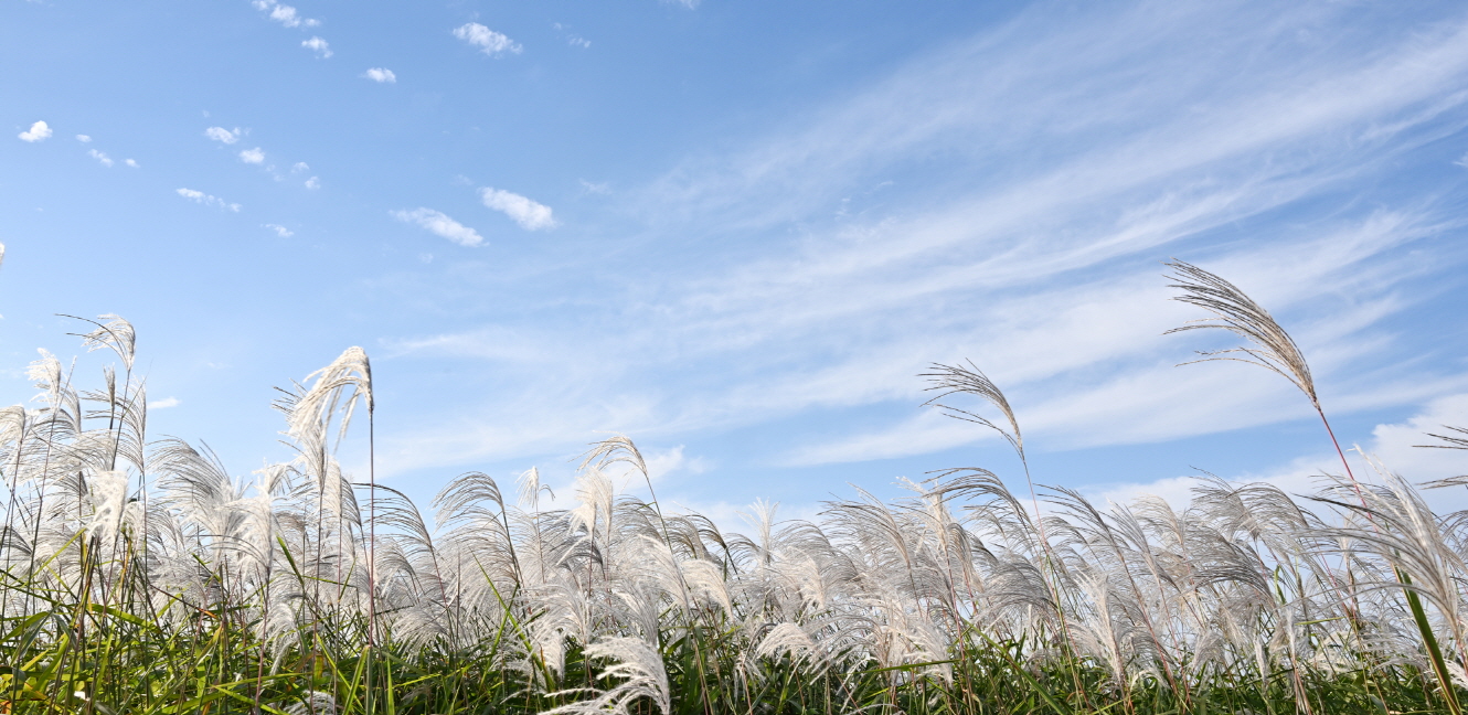 광주 서창억새축제 억새사진