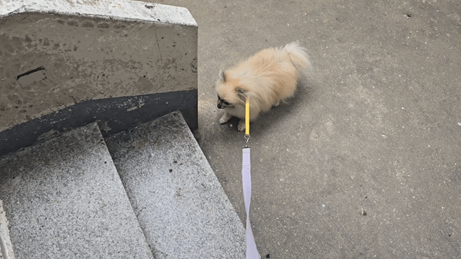 계단 오르기에 도전하는 강아지