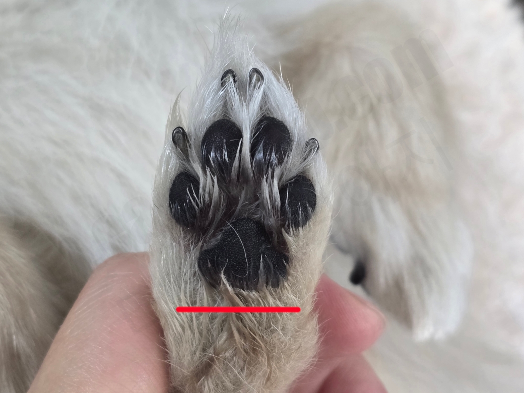 포메라니안 발바닥 털을 다듬기 전 모습