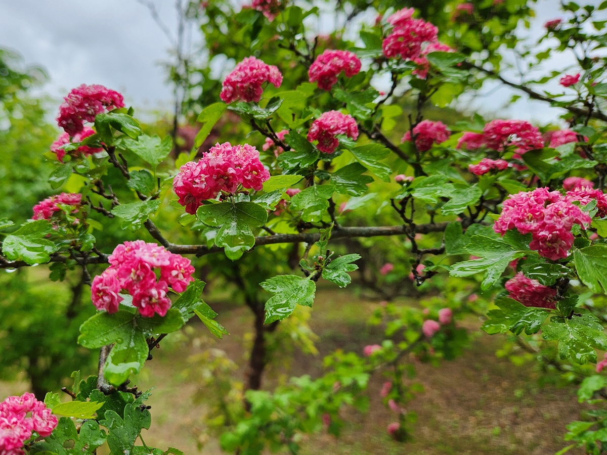 홍화산사나무(서양산사나무)