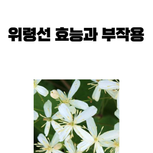 위령선 효능과 부작용