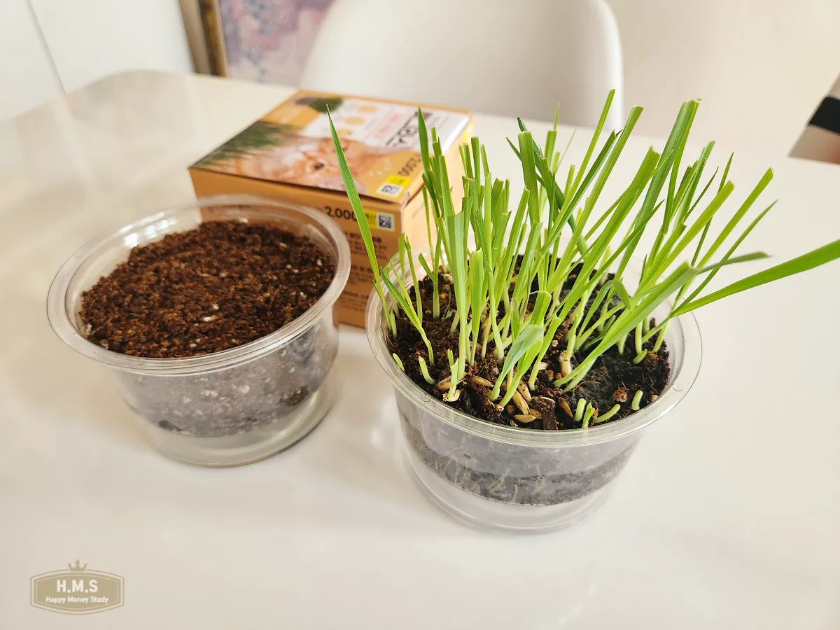 고양이-귀리-키우기-잘자란-귀리-소개