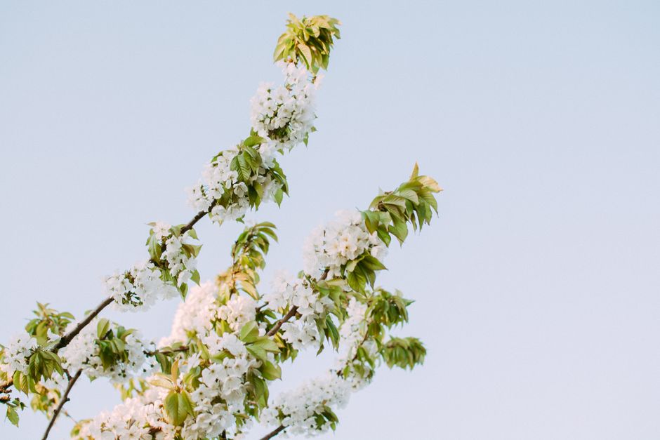 Delicate cherry blossom branches against a clear blue sky, symbolizing renewal and springtime beauty.
