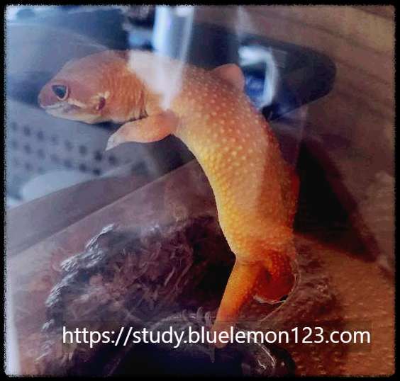 레오파드 게코 목욕