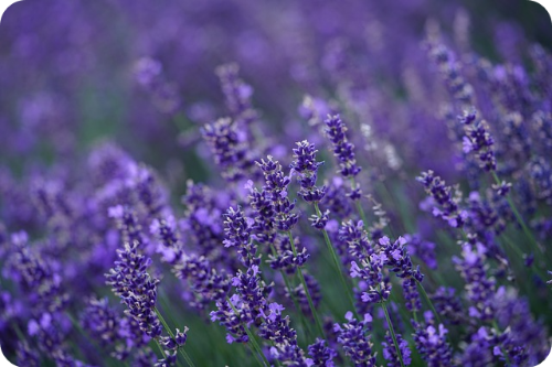 라벤더