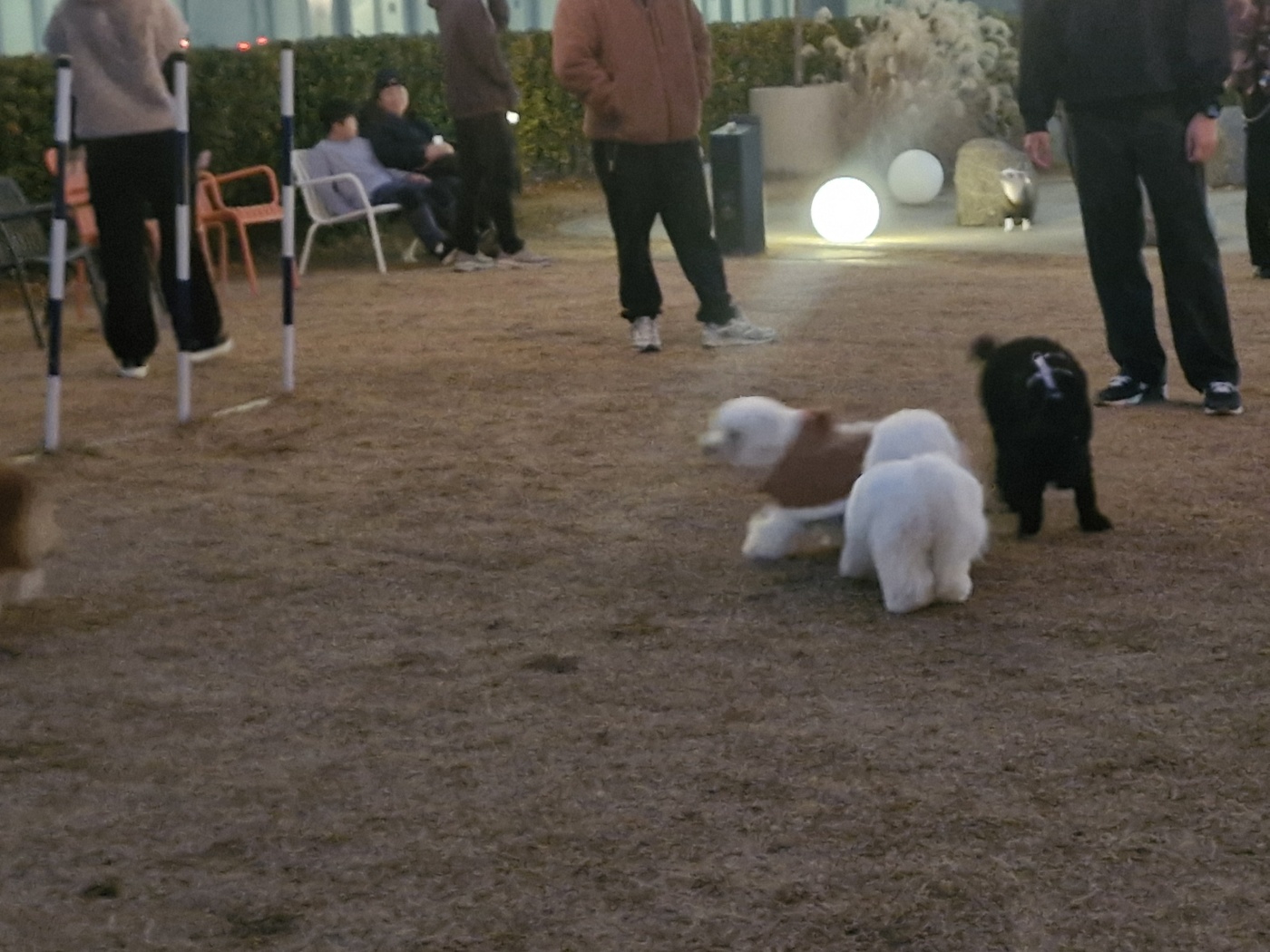강아지끼리 만나면 똥꼬 냄새 맡는이유는?