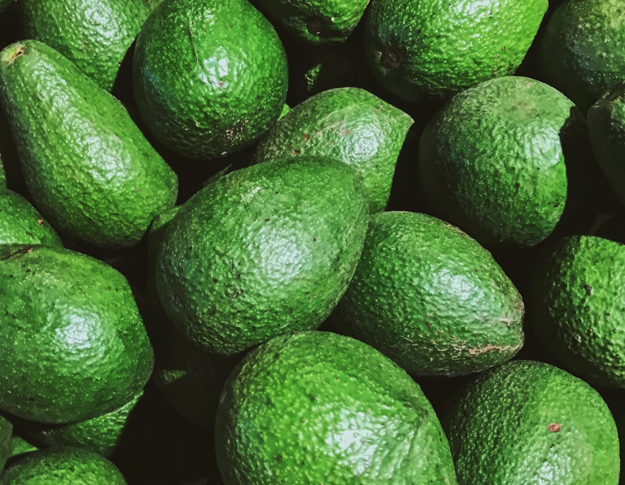 아보카도 빨리 후숙