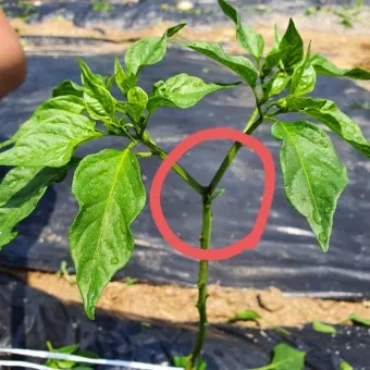 텃밭 고추 키우는 법 모종심기 지지대 순지르기 탄저병 예방_8