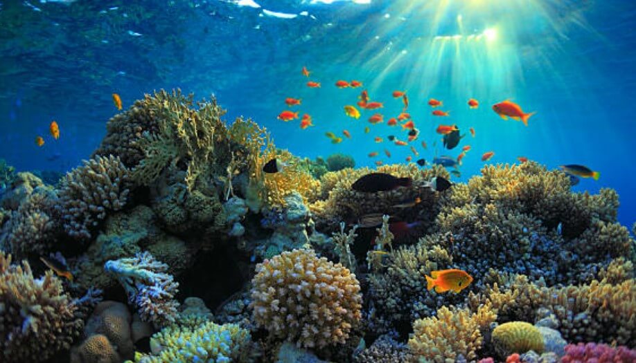 물고기 잡는 꿈