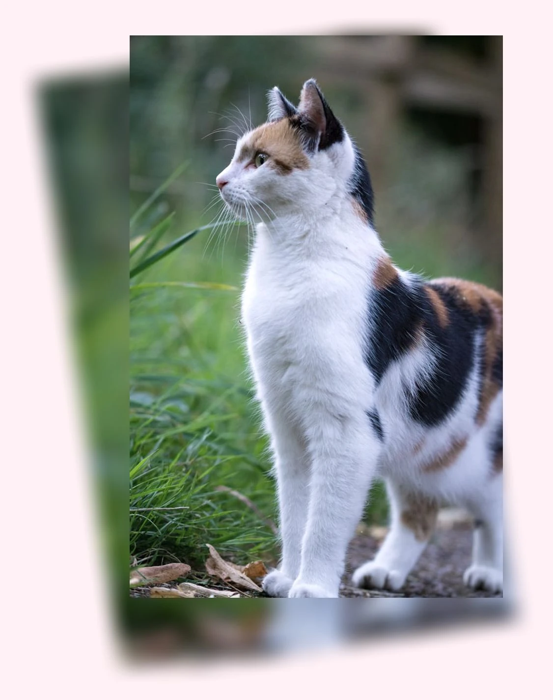 고양이 행동 이해_3_subsection