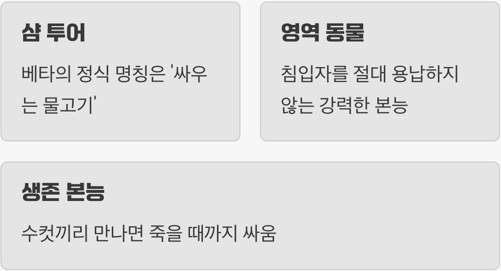 '싸움고기'라는 별명은 장난이 아닙니다