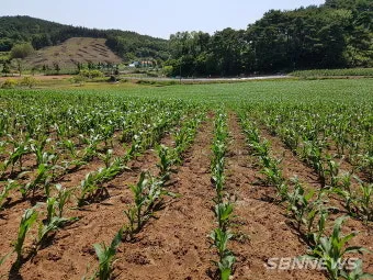 옥수수 파종 시기 심는 시기 재배법_38