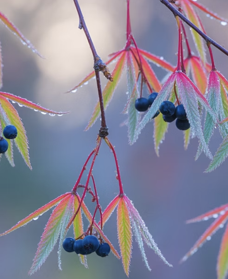 보석보다 아름다운 '열매'의 향연