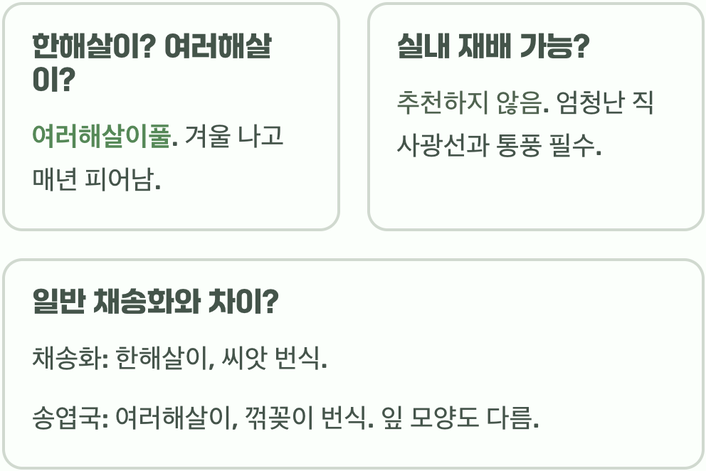 송엽국 키우기 A to Z (물주기, 월동)