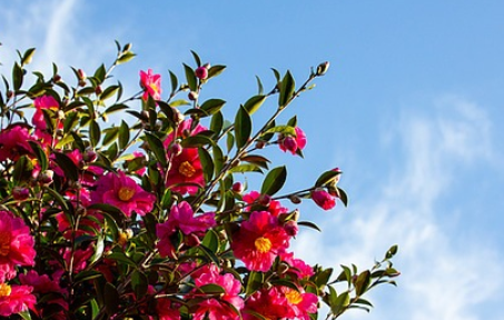 서천 동백꽃 주꾸미축제