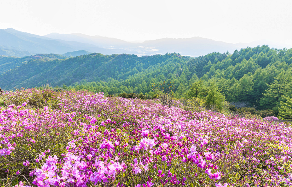 지리산 바래봉 철쭉1