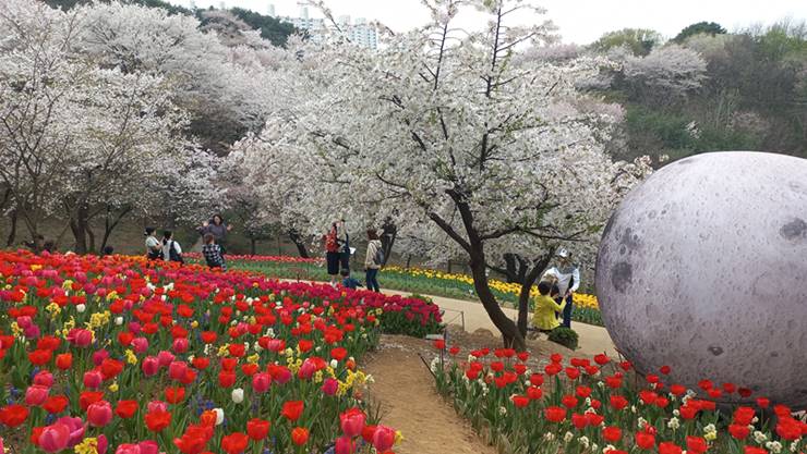 허브원의 튤립과 벚꽃