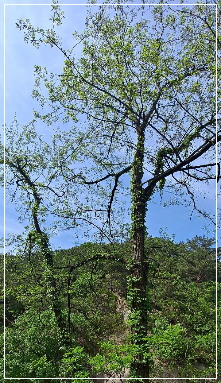 담쟁이덩굴