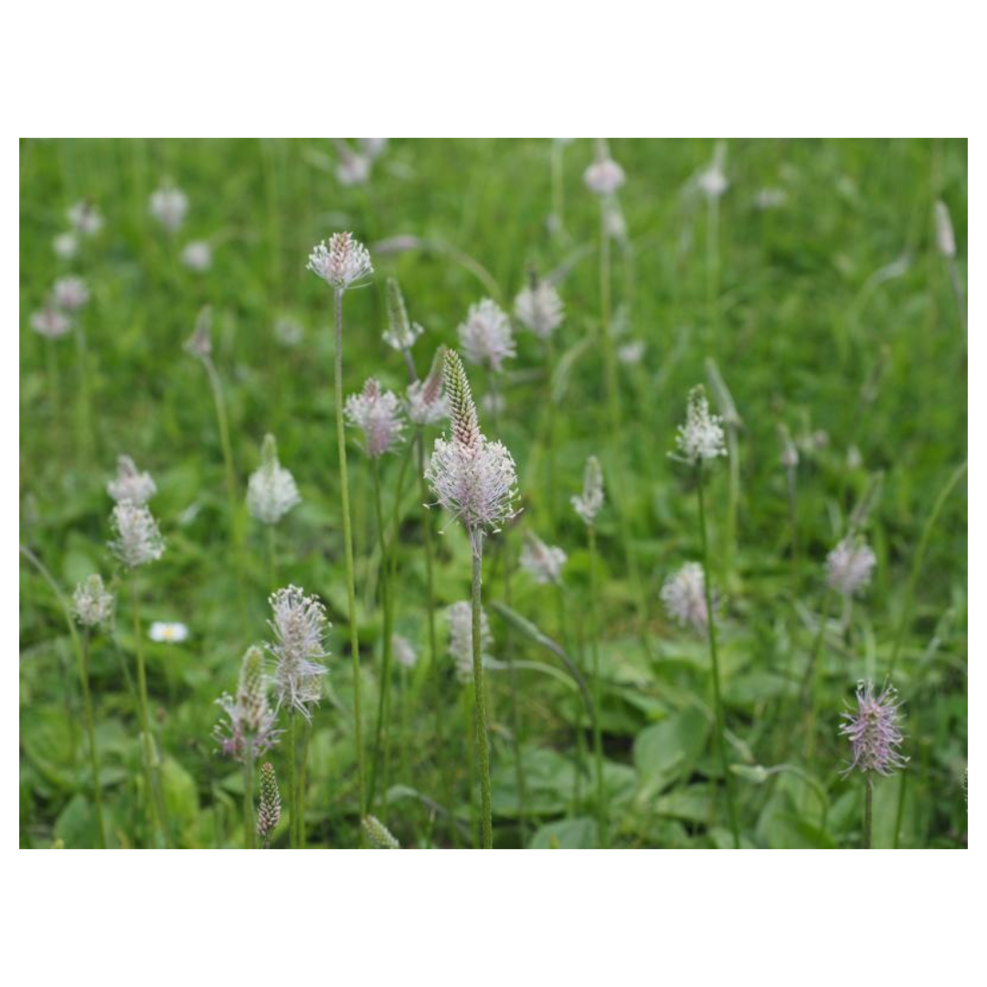 차전자피와 관련된 사진입니다.