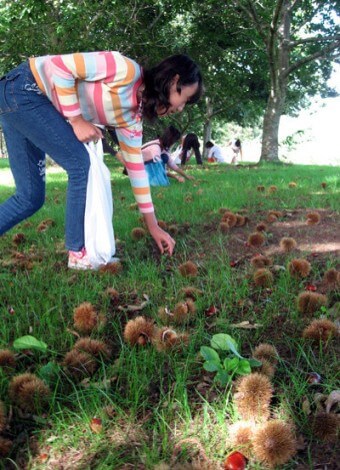 뉴질랜드에서-수업이-떨어진-밤을-하얀-비닐봉지에-담고있는-여성