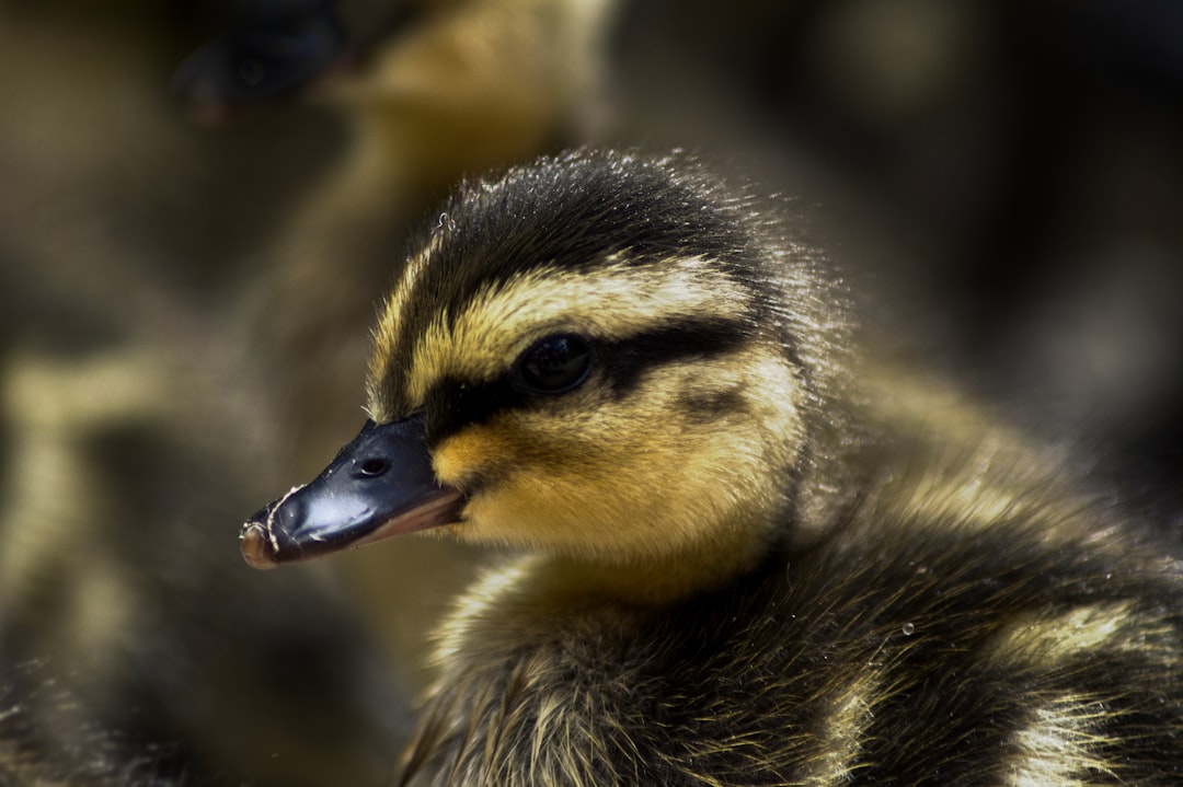 Duck.