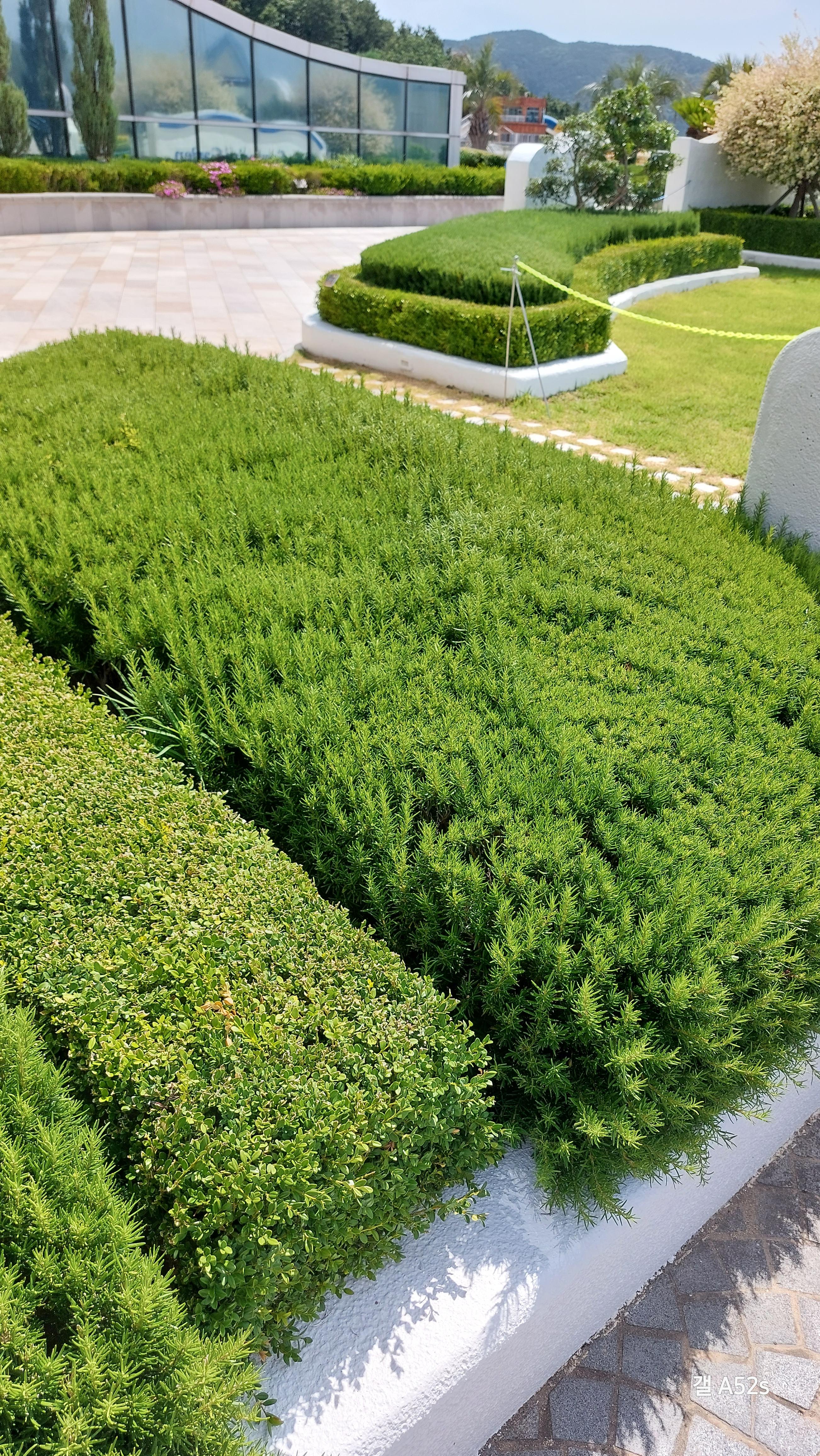 산토리니광장에 심어진 로즈마리 허브