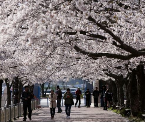 군산 벚꽃