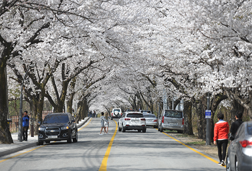 설악산_벚꽃터널