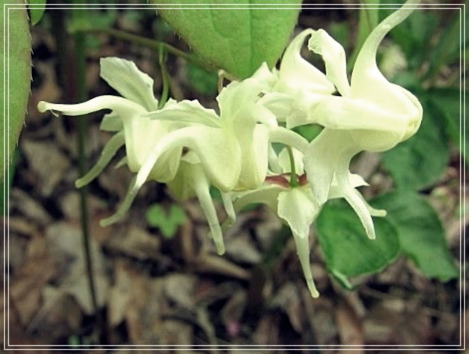 삼지구엽초 효능 술 담그는 방법?