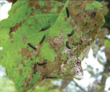 오리나무잎벌레