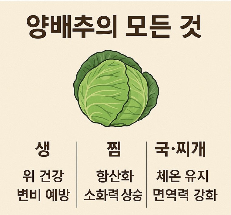 양배추의 모든 것