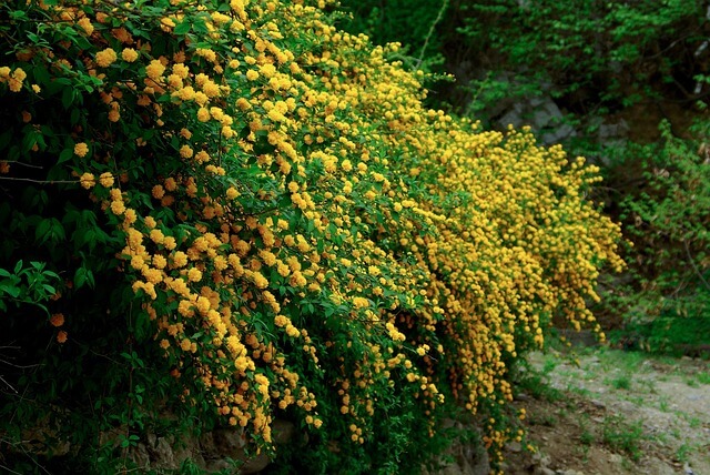 화담숲 입장료 예약