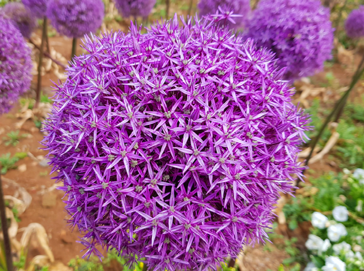 코리아플라워파크