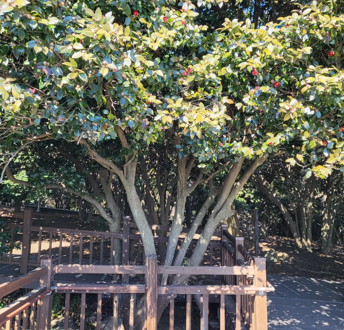 아직은-꽃망울만-보이는-동백나무